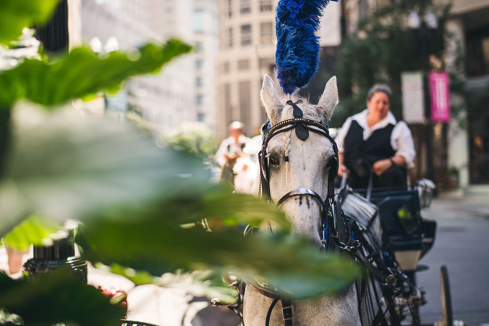 21 horse arriving - Chicago Drake Hotel Wedding // Corie + Jordan